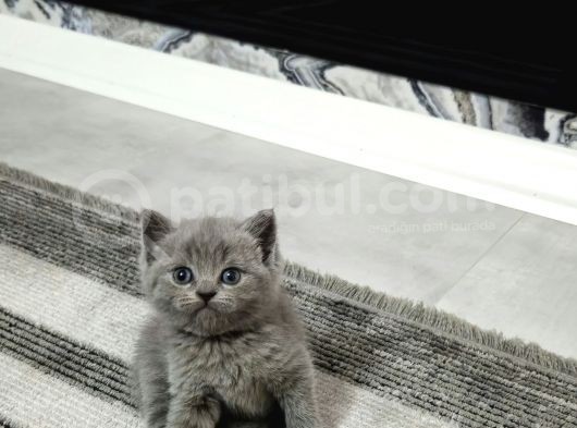 Aile Sıcaklığnda Büyüyen  Scottish Fold British Yvrlr görsel