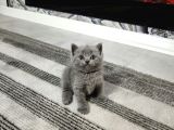Aile Sıcaklığnda Büyüyen  Scottish Fold British Yvrlr