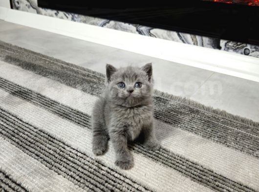 Aile Sıcaklığnda Büyüyen  Scottish Fold British Yvrlr görsel
