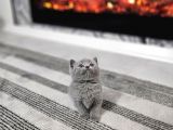 Aile Sıcaklığnda Büyüyen  Scottish Fold British Yvrlr