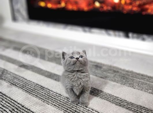 Aile Sıcaklığnda Büyüyen  Scottish Fold British Yvrlr görsel