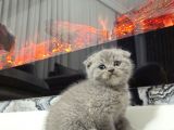 Aile sıcaklığnda büyüyen  scottish fold british yvrlr