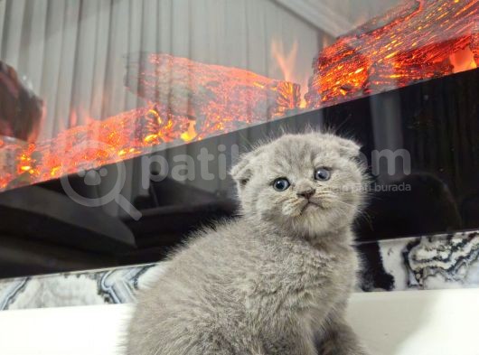 Aile Sıcaklığnda Büyüyen  Scottish Fold British Yvrlr