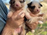 Fcı secereli  Avustralya Çoban Köpeği yavrularımız