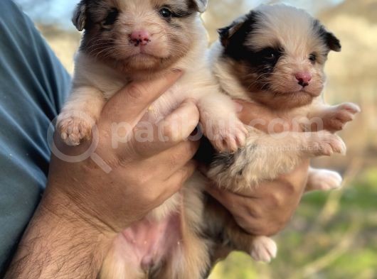 Fcı Secereli  Avustralya Çoban Köpeği Yavrularımız
