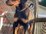 Son Iki Doberman Bebeklerim