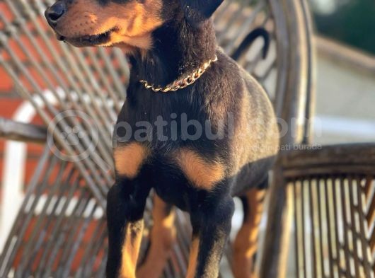 Son Iki Doberman Bebeklerim görsel