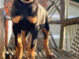 Son Iki Doberman Bebeklerim