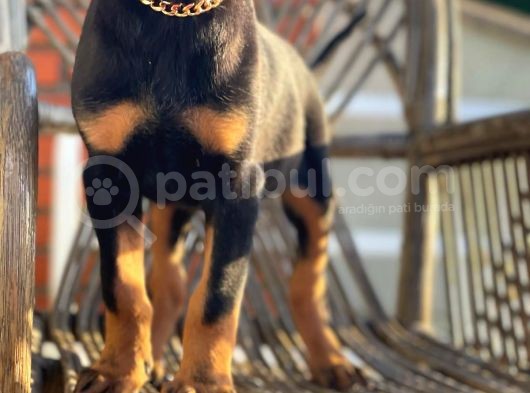 Son Iki Doberman Bebeklerim görsel