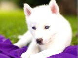 Kar Beyaz Husky