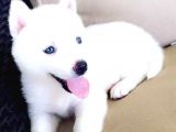 Kar beyaz husky