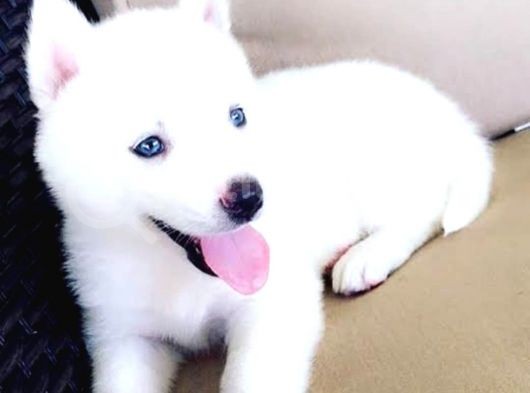 Kar Beyaz Husky