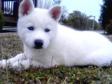 Kar Beyaz Husky