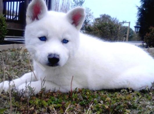 Kar Beyaz Husky görsel