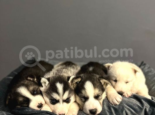 A Kalite Husky Mavi Gözlü Sibirya Kurdu görsel