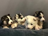 A kalite husky mavi gözlü Sibirya kurdu