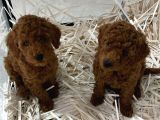 Güzellikte Benzersiz Poodle Yavrularım