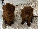 Güzellikte benzersiz poodle yavrularım
