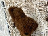 Minik poodle bebekler neşe saçıyor