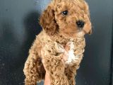 Orjinal Toy Poodle Miniğim