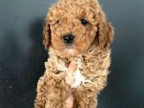Orjinal Toy Poodle Miniğim
