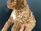 Orjinal Toy Poodle Miniğim
