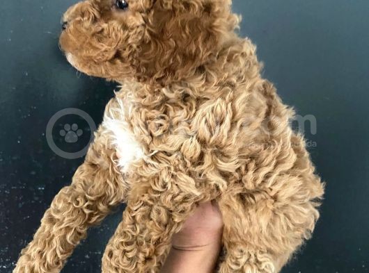 Orjinal Toy Poodle Miniğim görsel