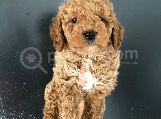 Orjinal Toy Poodle Miniğim görsel