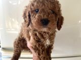 Kıvırcık poodle Bebeklerim çok tatlış