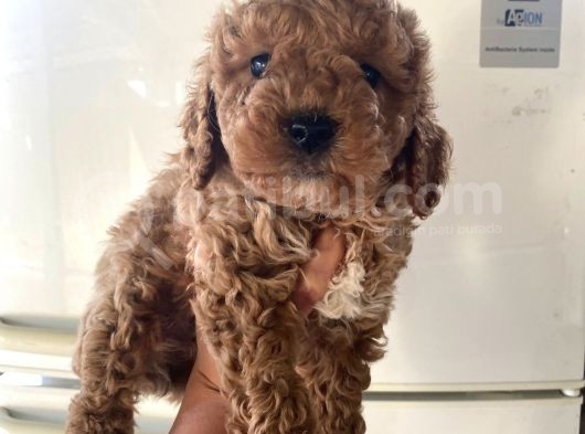 Kıvırcık Poodle Bebeklerim Çok Tatlış görsel