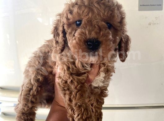 Kıvırcık Poodle Bebeklerim Çok Tatlış görsel