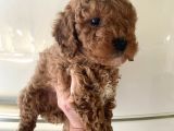 Kıvırcık Poodle Bebeklerim Çok Tatlış
