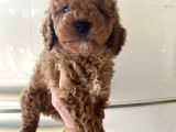 Kıvırcık Poodle Bebeklerim Çok Tatlış