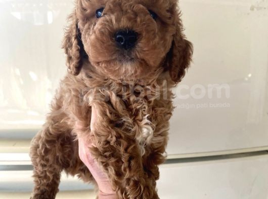 Kıvırcık Poodle Bebeklerim Çok Tatlış görsel