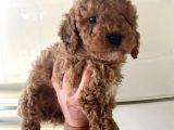 Kıvırcık Poodle Bebeklerim Çok Tatlış