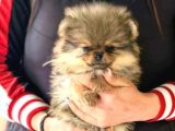 pomeranian bebekler