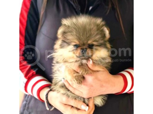 Pomeranian Bebekler