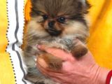 Pomeranian Bebekler