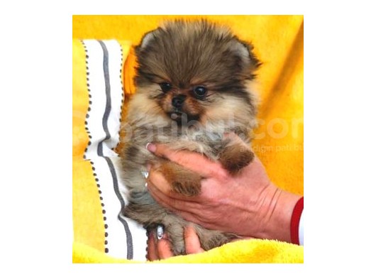 Pomeranian Bebekler görsel