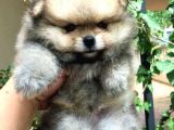 Pomeranian Bebekler