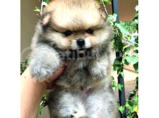 Pomeranian Bebekler görsel