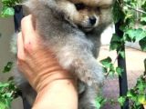 Pomeranian Bebekler