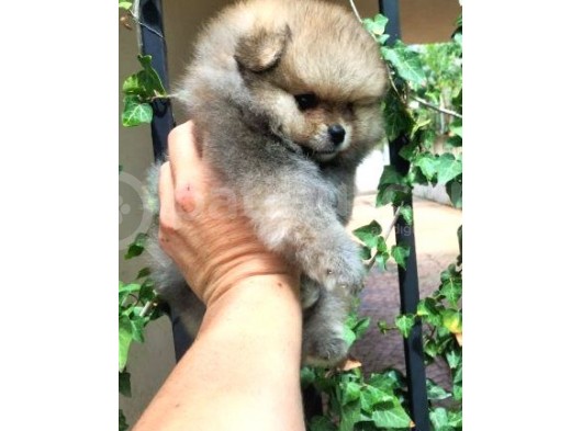 Pomeranian Bebekler görsel