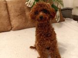 7 Aylık Dişi Red Brown Toy Poodle