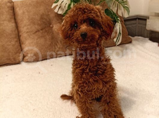 7 Aylık Dişi Red Brown Toy Poodle görsel