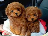 TOOY POODLE YAVRUMUZ 0 TEACUP