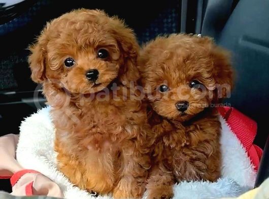 Tooy Poodle Yavrumuz 0 Teacup