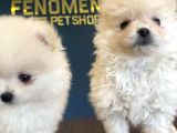 Orji̇nal Pomeri̇an Boo Yavrulari Fenomen Pet Shop Ankara