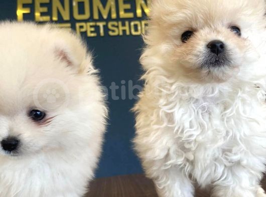 Orji̇nal Pomeri̇an Boo Yavrulari Fenomen Pet Shop Ankara görsel
