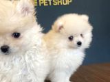 Orji̇nal Pomeri̇an Boo Yavrulari Fenomen Pet Shop Ankara